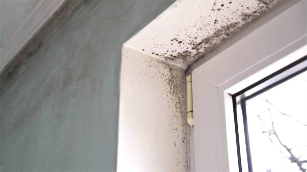 Best Mold Cleaning Services  in Riverside, UT