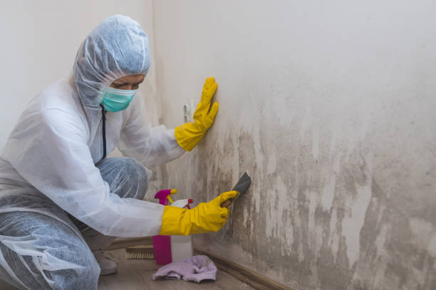 Best Crawl Space Mold Removal  in Riverside, UT