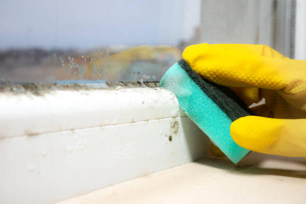 Crawl Space Mold Removal in Riverside, UT