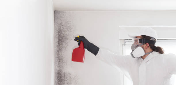 Trusted Riverside, UT Mold Removal Experts