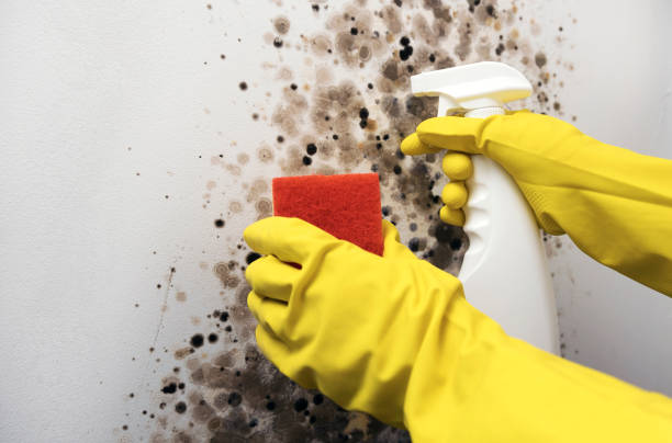 Best Mold Testing  in Riverside, UT