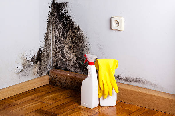 Best Commercial Mold Removal  in Riverside, UT