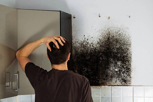 Best Attic Mold Removal  in Riverside, UT
