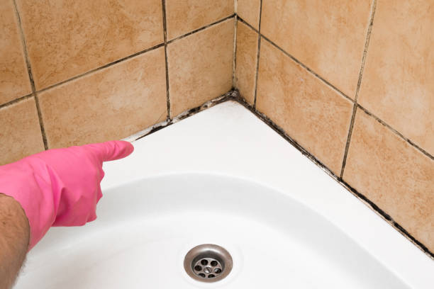 Best Fast Mold Removal  in Riverside, UT