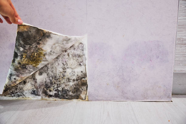 Best Same-Day Mold Removal  in Riverside, UT